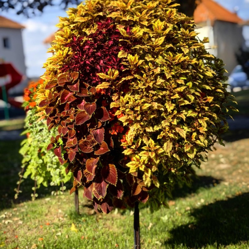 Ukrasne koprive - Coleus u 4 različite boje na kraju sezone ljeta 2025.